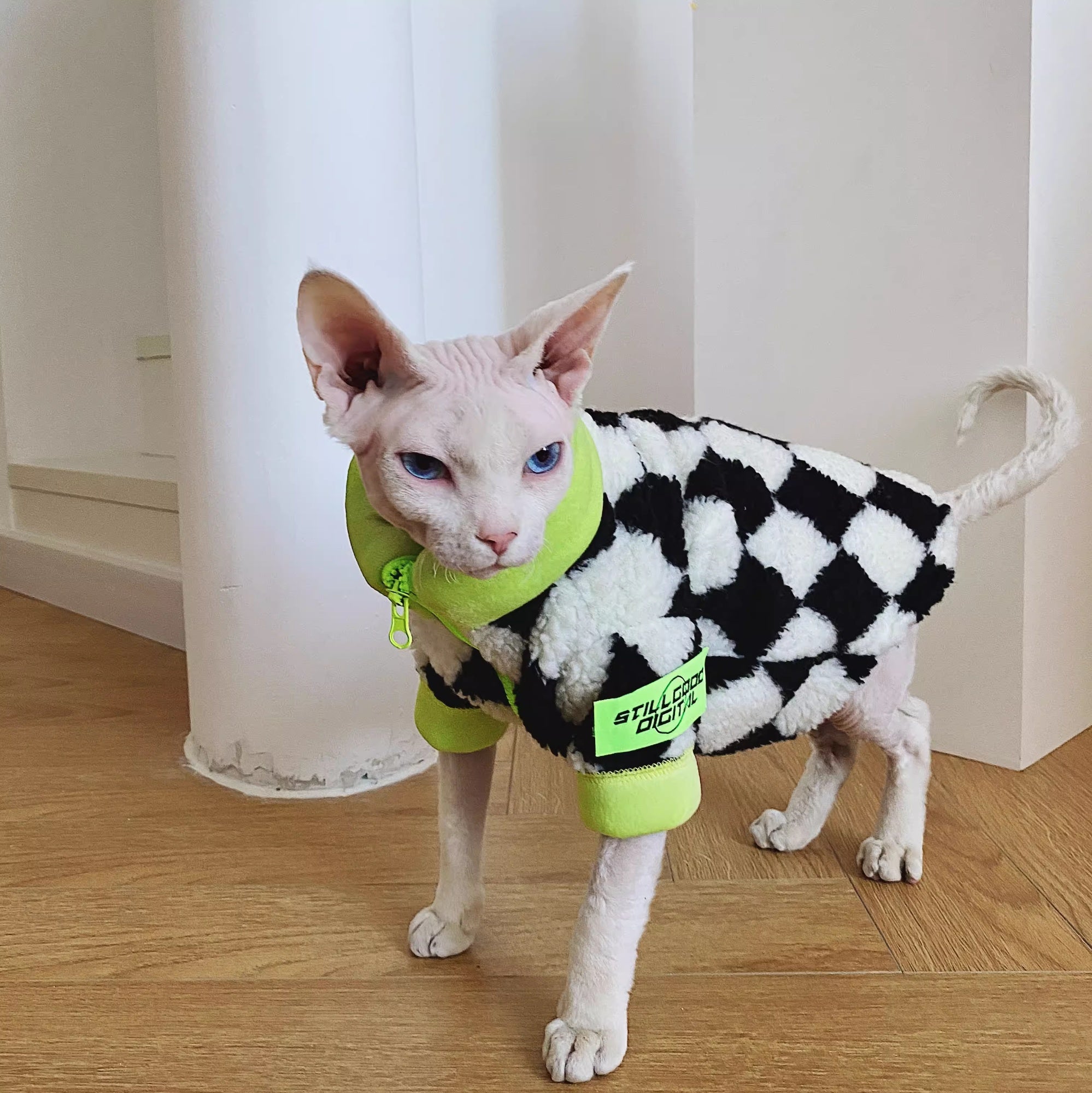 Chat sans cheveux Sphynx Devon hiver chaud agneaux lignés polaires wool Ultra-Tick Manteau