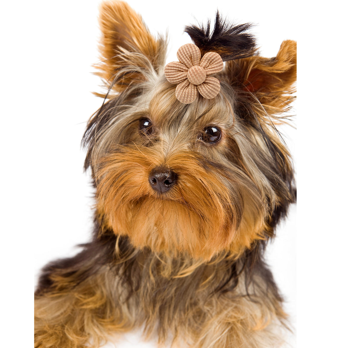 Coiffure d'animal Flower Spring Flower Solid Color Headdress Flower Dog Accessoires pour chats