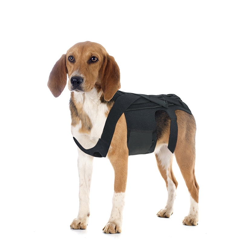 Brace arrière pour chiens avec IVDD