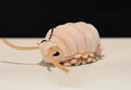 Jouet géant en peluche d'Isopod