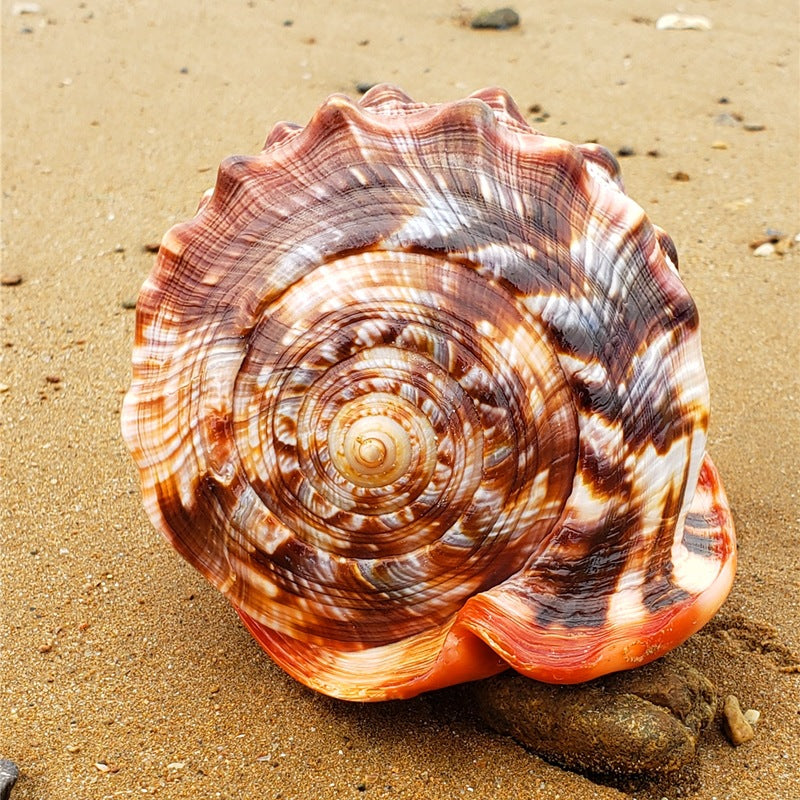 Naturel Super Grande Escargot Wanbao Escargot Français Grande Conch Aménagement paysager