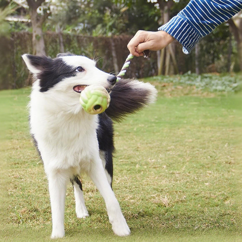 Jouets pour chiens à noeuds de boule