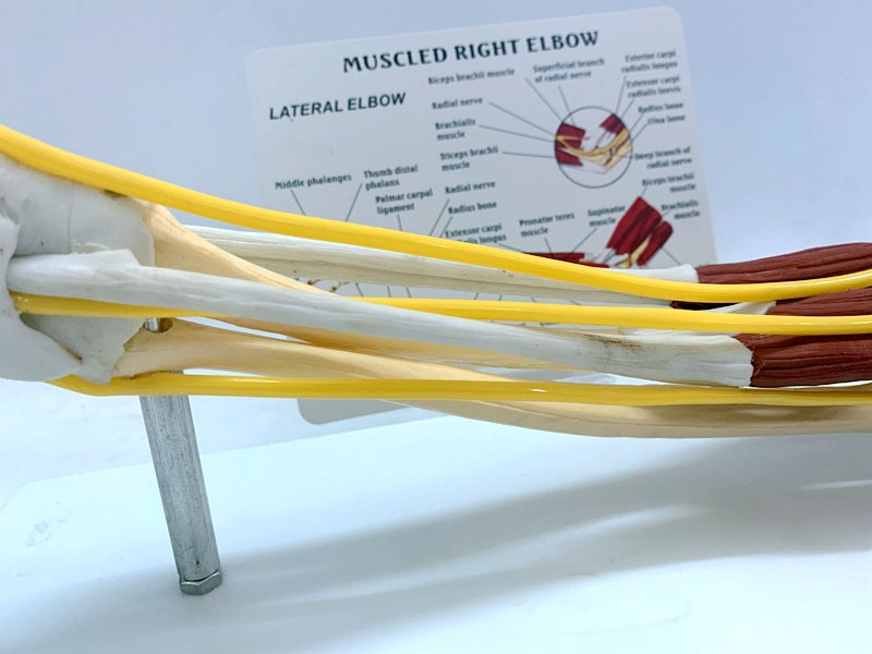 Modèle de joint de ligament dans le muscle Nerve Anatomie Skeleton humain Crâne bras d'enseignement