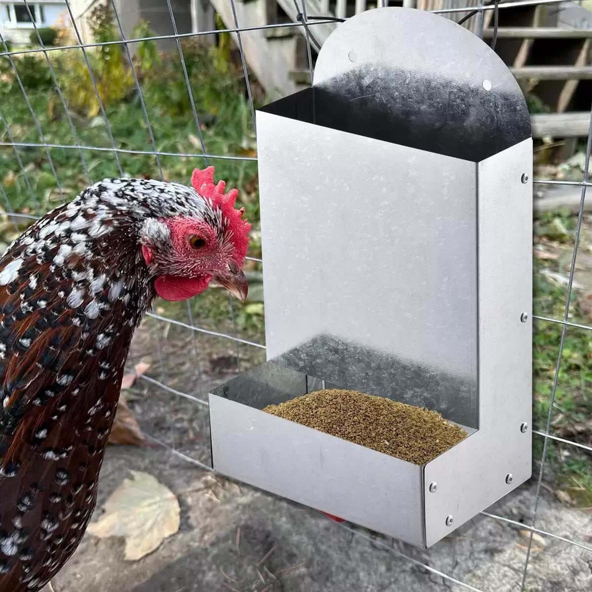 Nourriture de volaille Métaux Brut Poulet Oiseau de perroquet Petit alimentateur d'animaux
