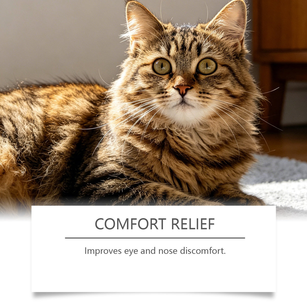 Capsules de Kriath pour chats