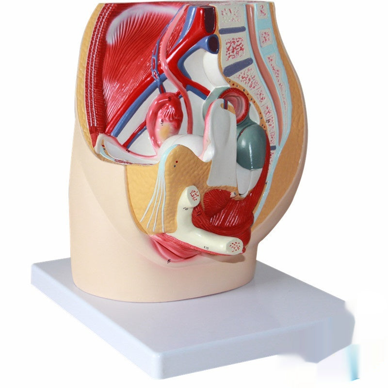 Modèle de section sagittale pelvienne avec systèmes urinaires extrinsèques et intrinsèques