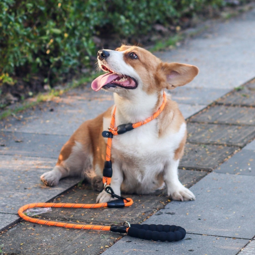Collier de chien P-chain P-leash Training Leash