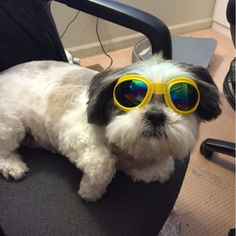 Lunettes de soleil pour chiens pliables de taille moyenne Lunettes de protection UV pour animaux de compagnie