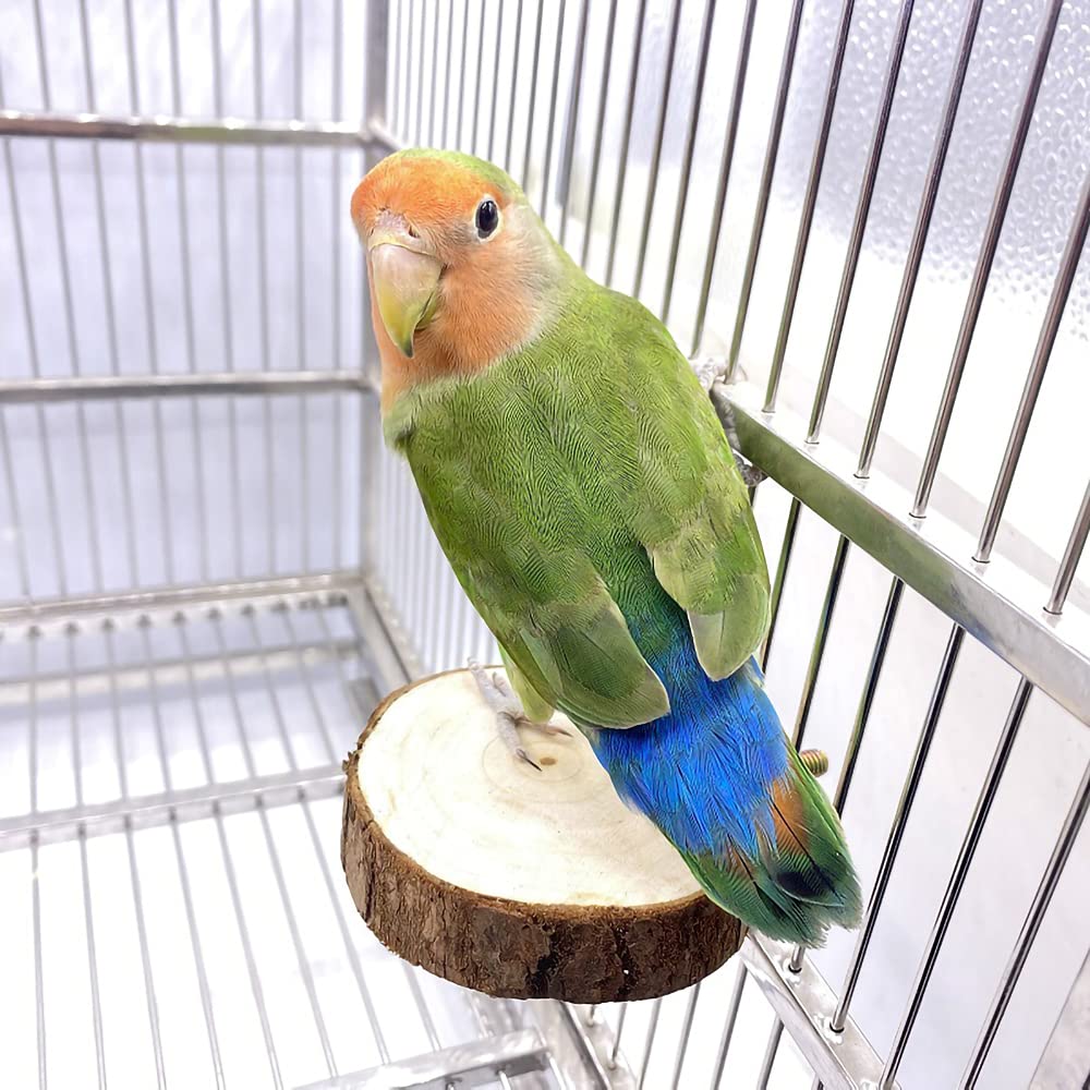 Jouets de parakeet 9 pièces & Jouets de Budgie