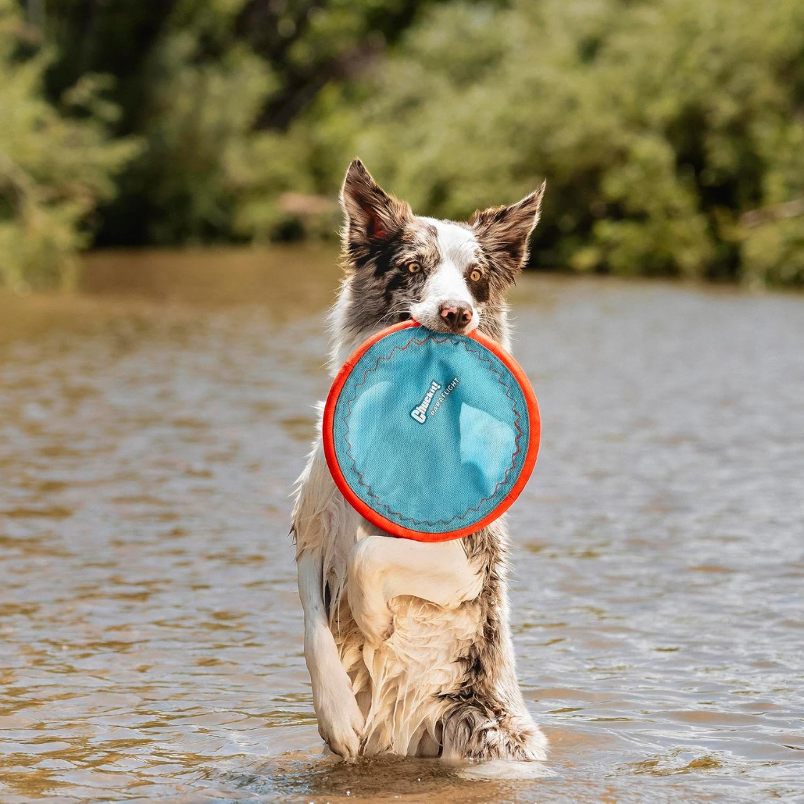 Frisbee pour chien en nylon à bords souples, flotte sur l'eau