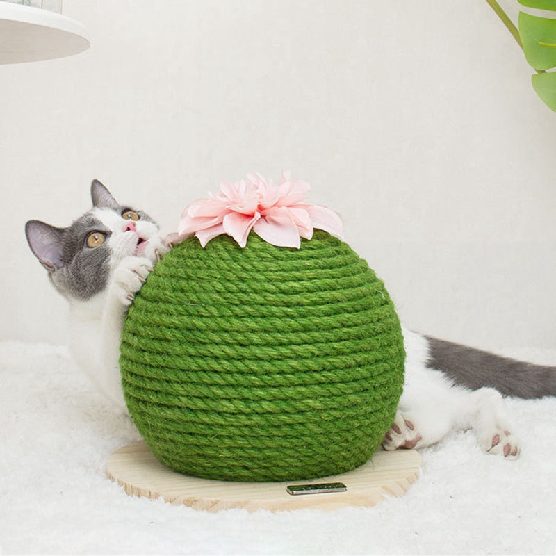Cadre d'escalade Cactus Cat