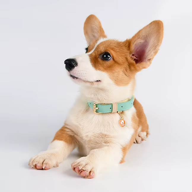 S M L Collier de chien
