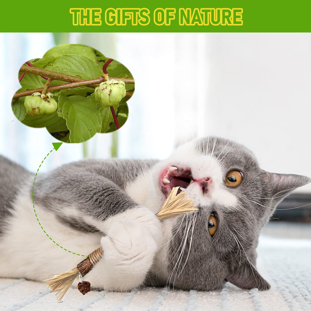 Silvervine Sticks Cat Chew Jouets pour les chats intérieurs soins dentaires nettoyage des dents