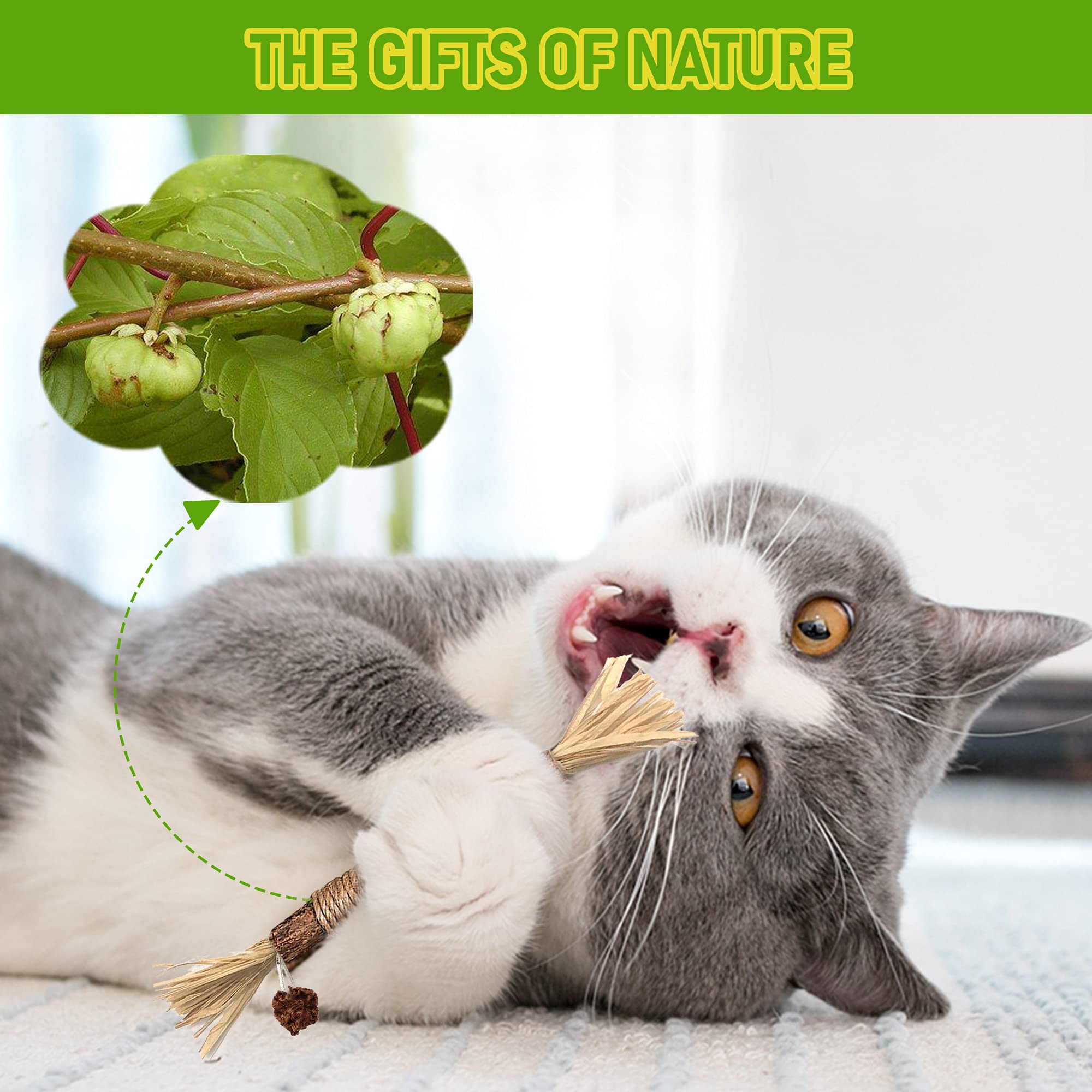Silvervine Sticks Cat Chew Jouets pour les chats intérieurs soins dentaires nettoyage des dents