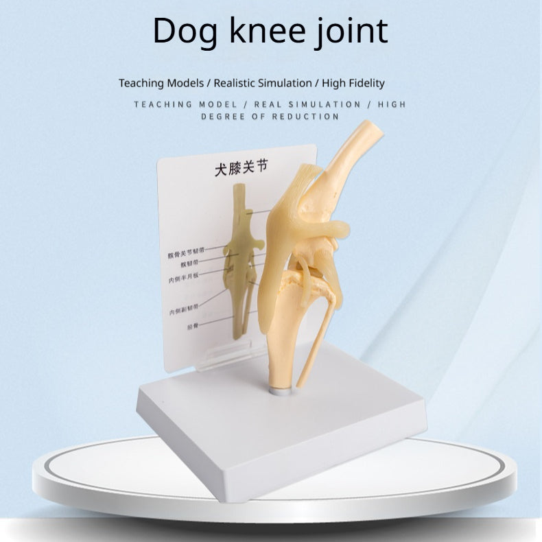Modèle de squelette de chien en PVC simulé