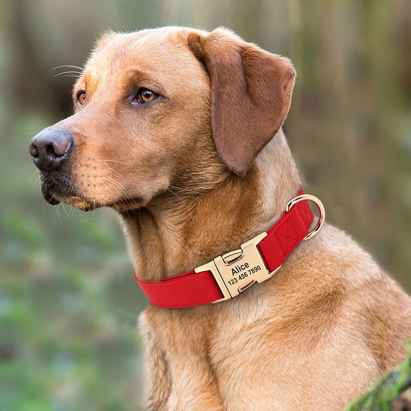 Petit chien Corgi Méthode de lutte contre le collier