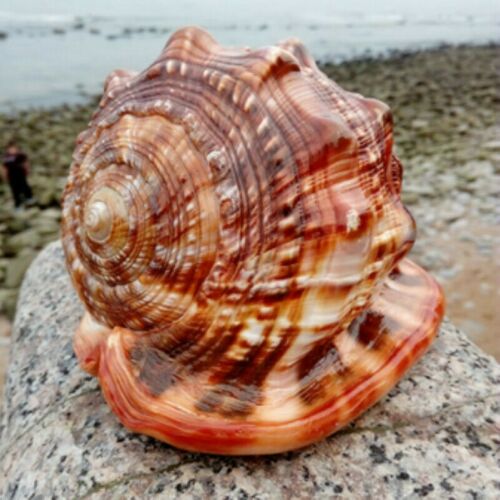 Naturel Super Grande Escargot Wanbao Escargot Français Grande Conch Aménagement paysager
