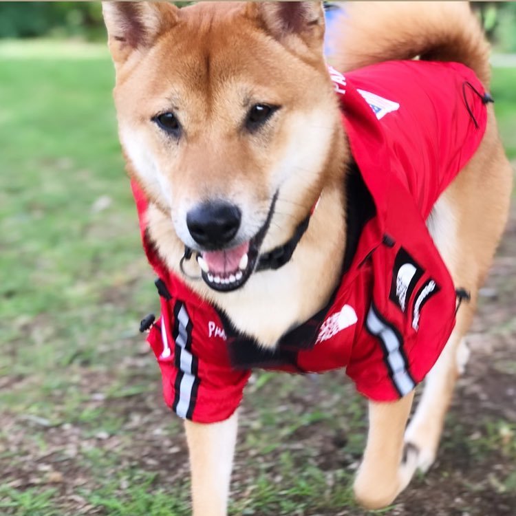 Pare-brise et imperméable grand chien imperméable