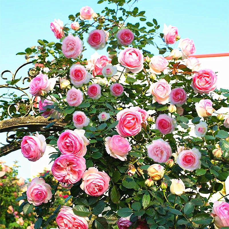 Rose and Rambler Rose Seeds for Gardens