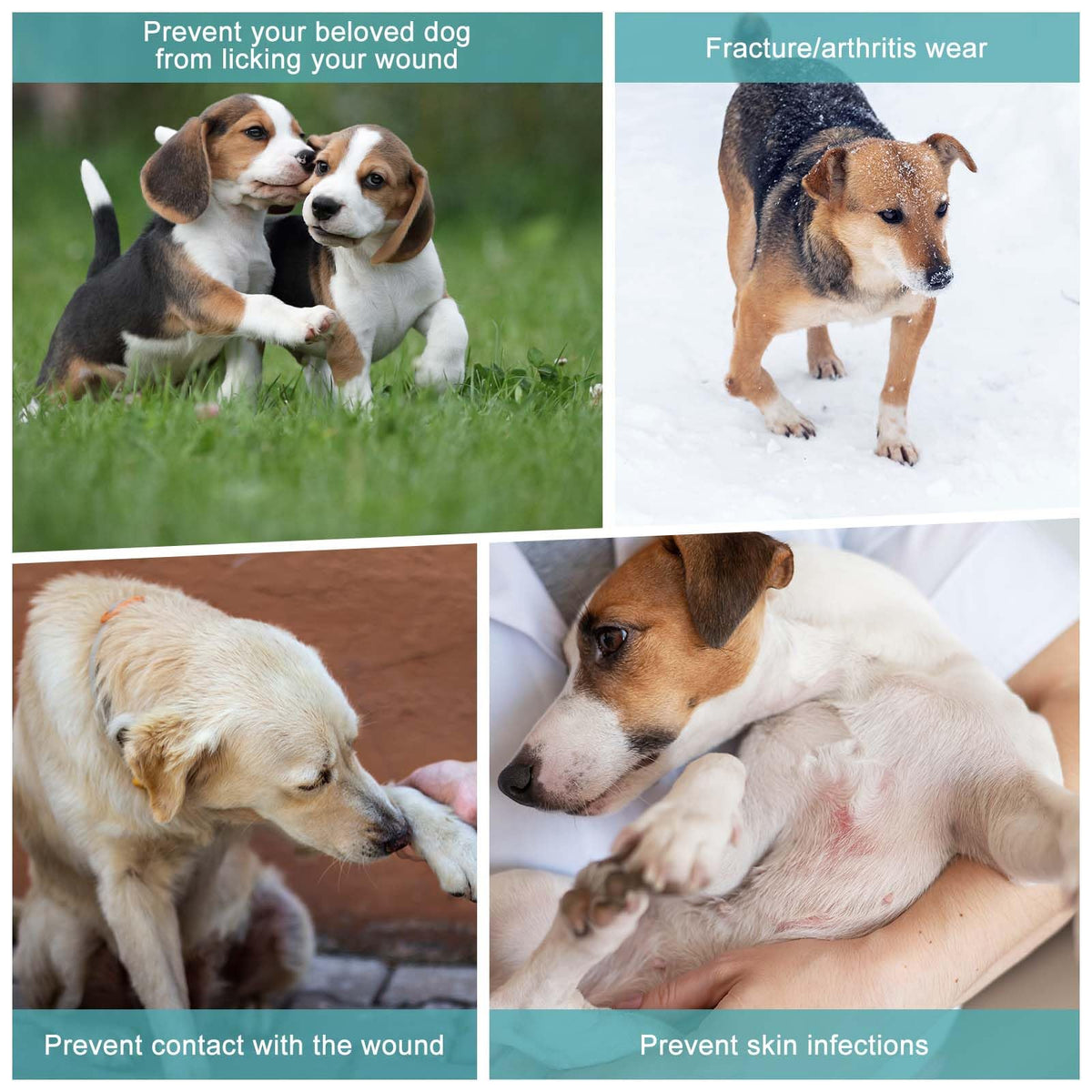 Manches des jambes de chien
