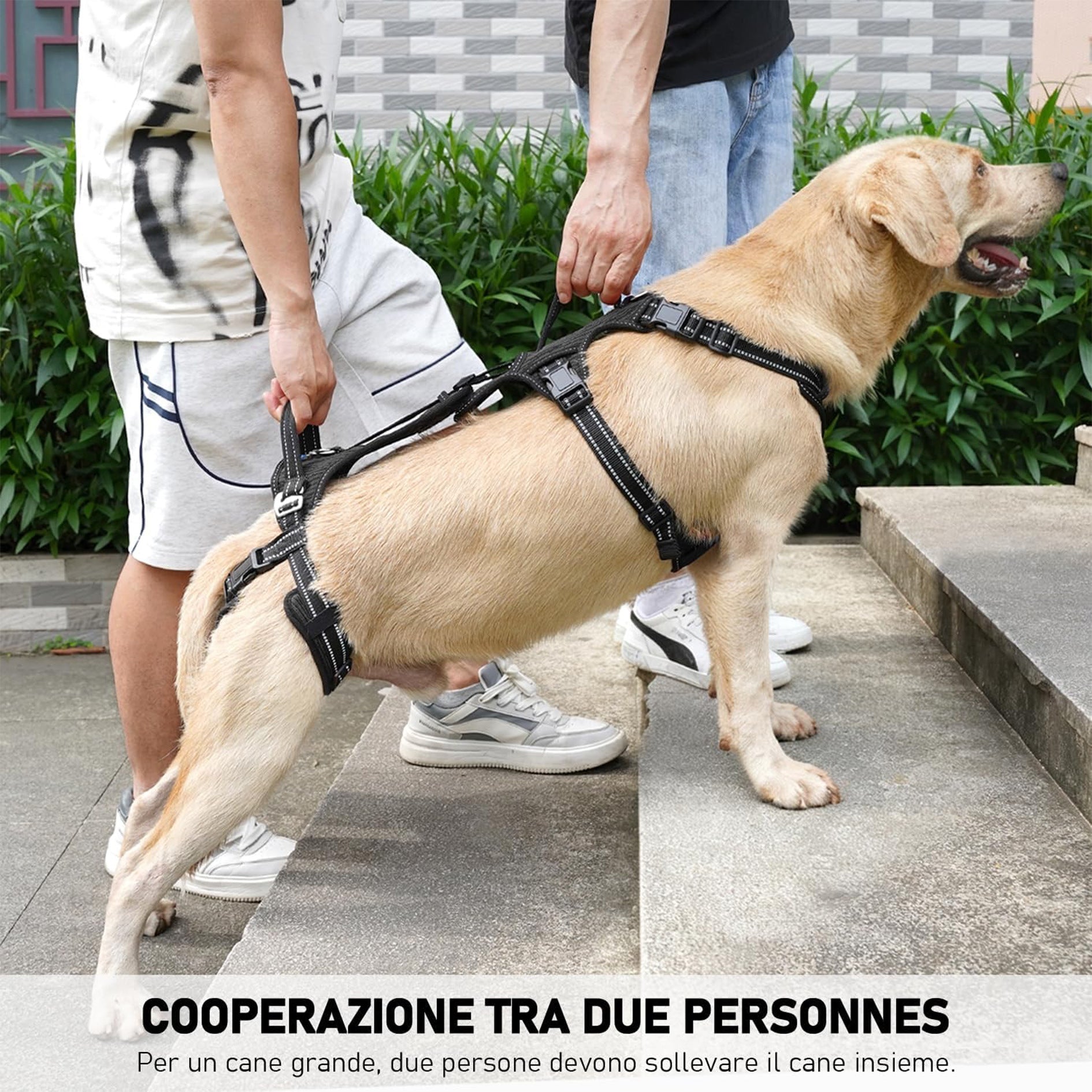 Harnais d'aide aux animaux de compagnie le plus vendu