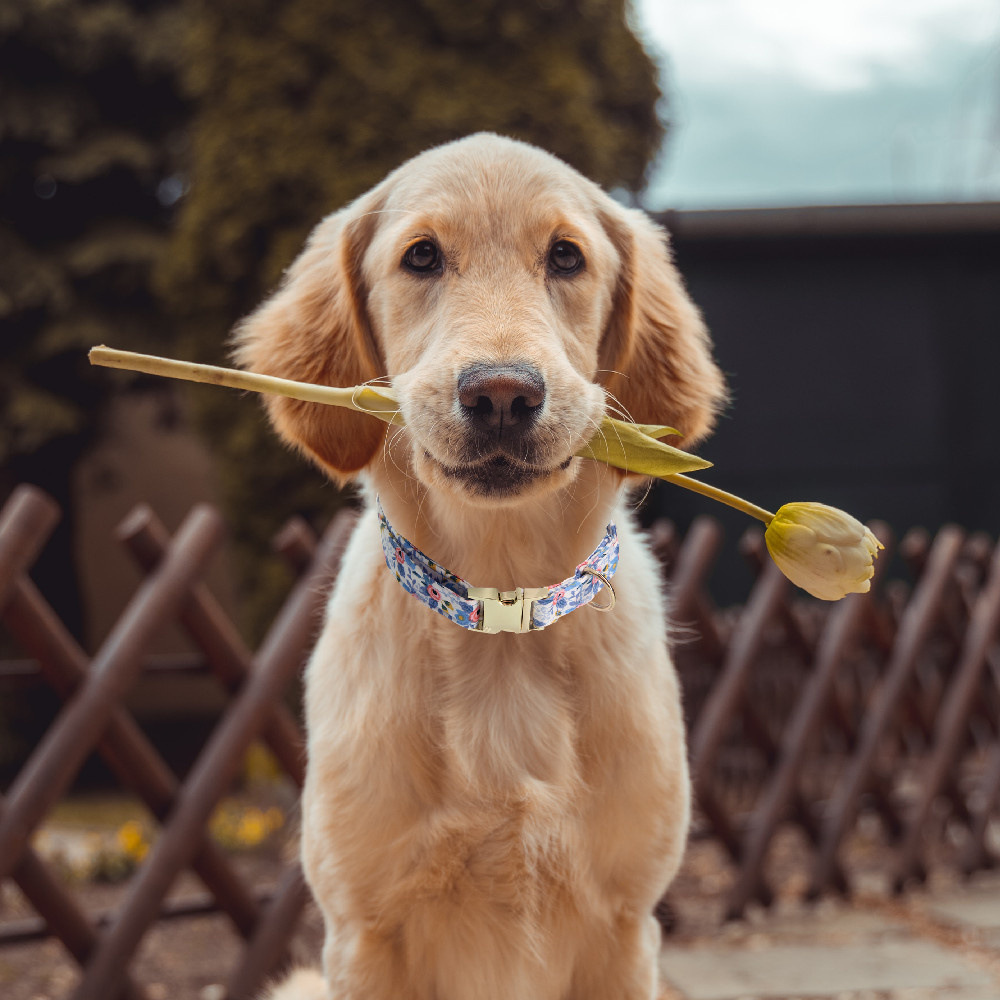 Collier gravé sur chien
