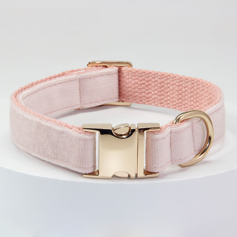 Collier de chien avec des lettres gravées