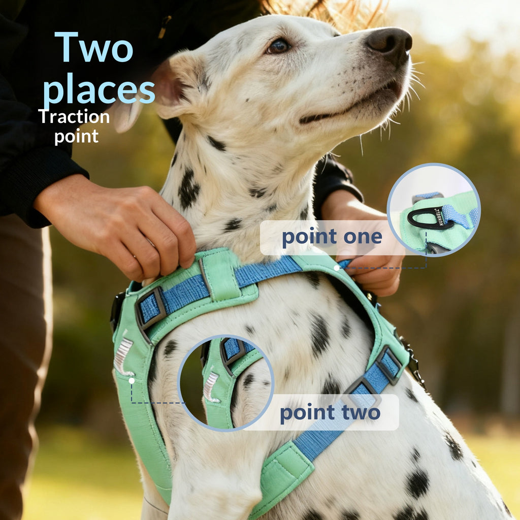 Ensemble de laisses pour chiens conçu pour empêcher le tirage adapté aux petits chiens moyens et grands