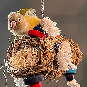 Jouets de parakeet