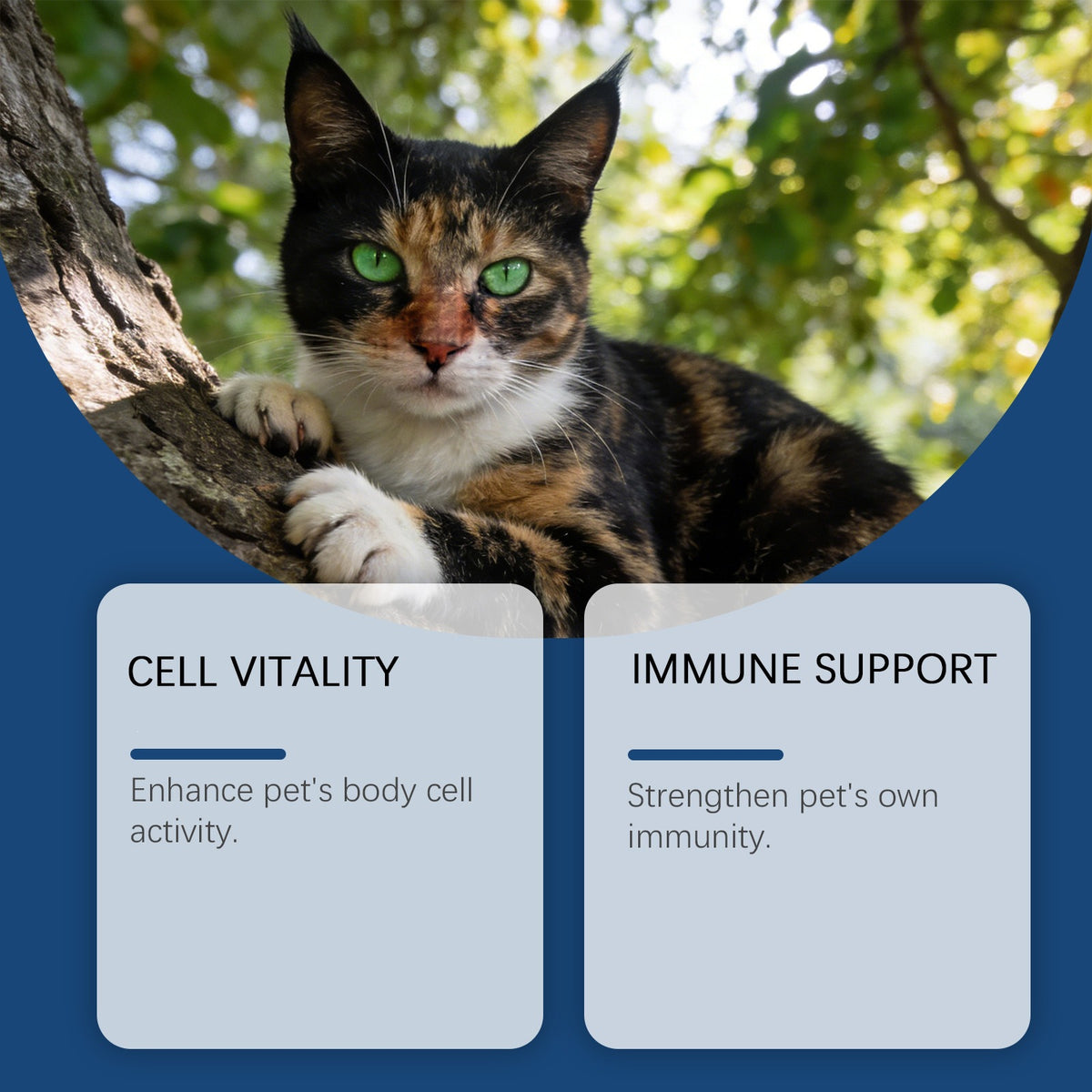 Kriath Pet Care Supplément Capsules avec des ingrédients doux convenant aux chats et chiens pour D