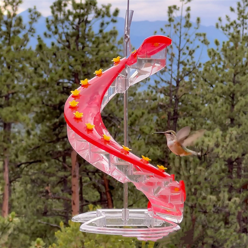 Élevage d'une araignée Colibri