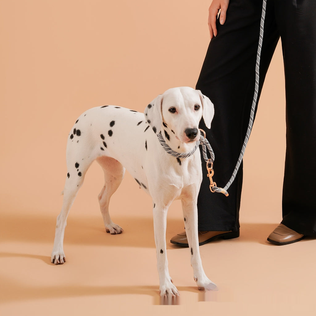 Petit chien anti-trangle en acier inoxydable à double anneau