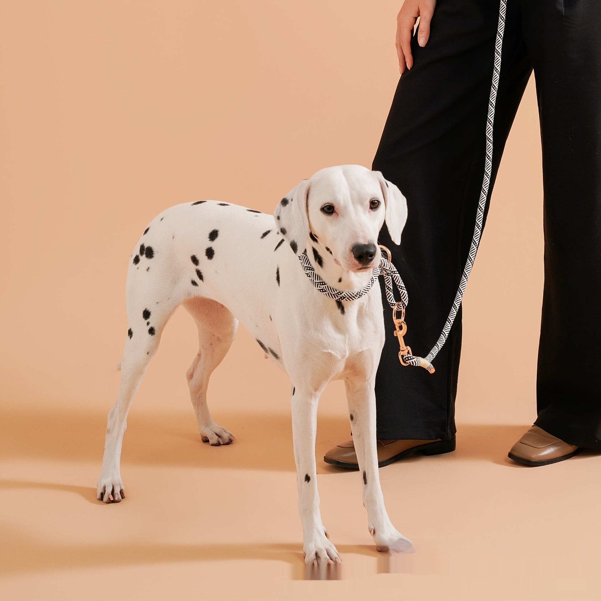 Petit chien anti-trangle en acier inoxydable à double anneau