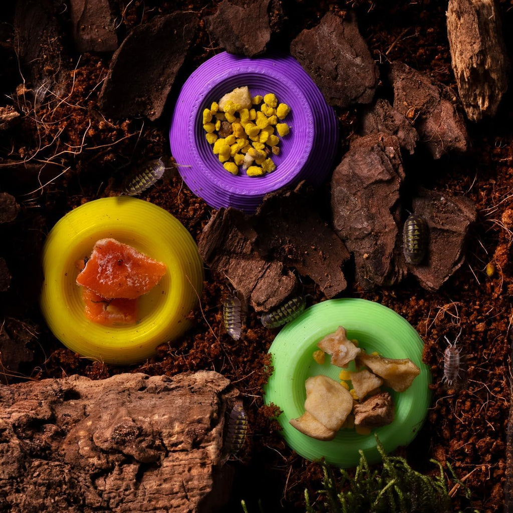 Plats d'alimentation pour 12 Dubia Roach