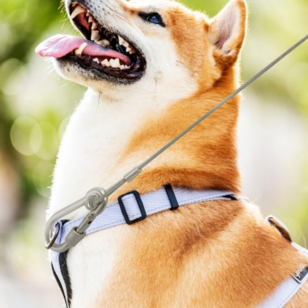 Chaîne de chien en acier inoxydable à laisse étendue Best-seller