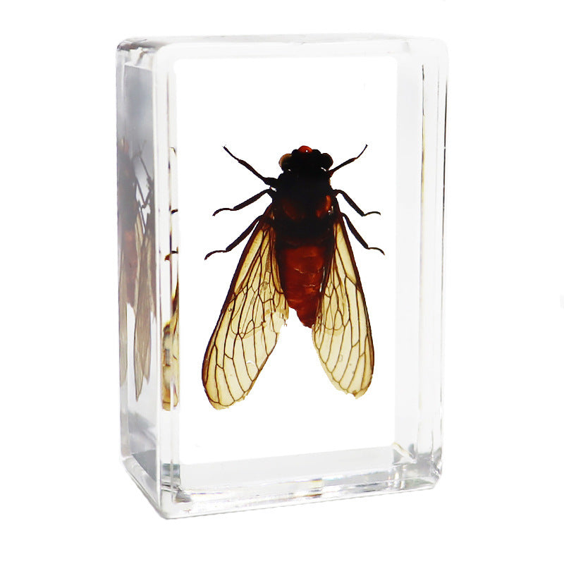 Véritables spécimens d'insectes pour l'éducation biologique et la cryptographie