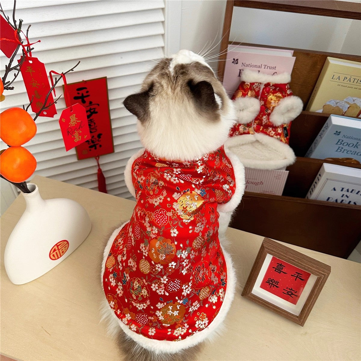 Sous-vêtements Ragdoll Maillot de chaton à l'ombre d'argent