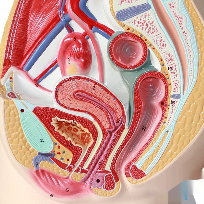 Modèle de section sagittale pelvienne avec systèmes urinaires extrinsèques et intrinsèques