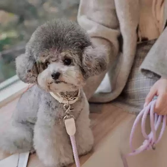 Collier de chien en cuir main tenant corde collier de chien de laisse Pet petite et moyenne taille