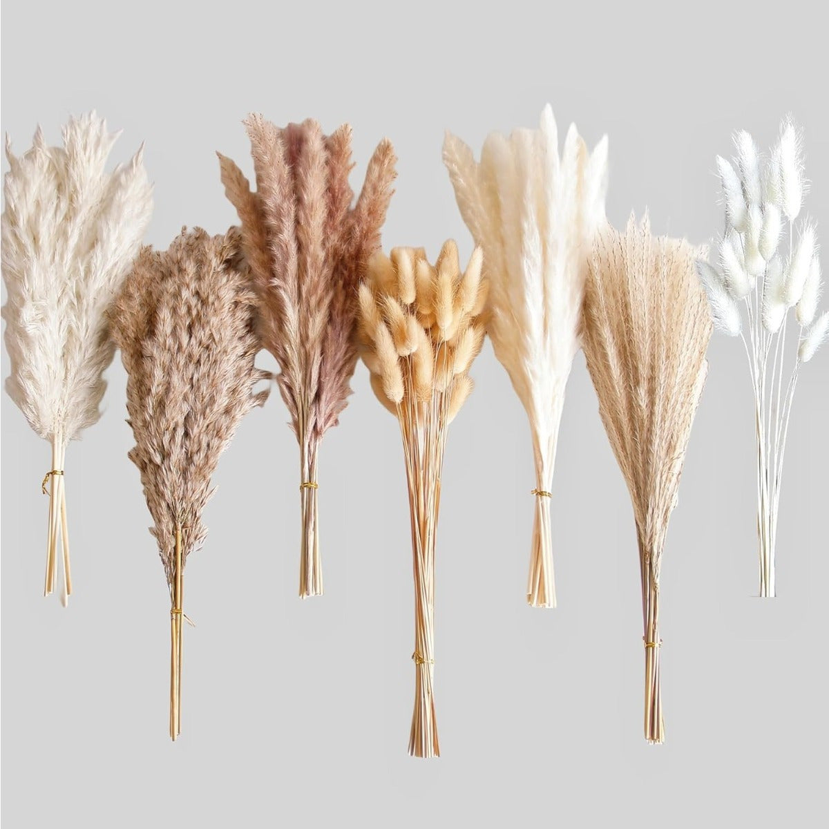 Ensemble de 125 tiges d'herbes de pampas séchées