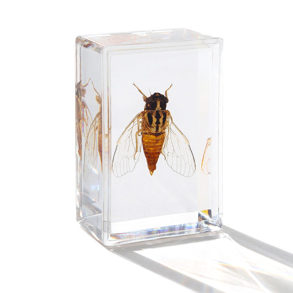 Véritables spécimens d'insectes pour l'éducation biologique et la cryptographie
