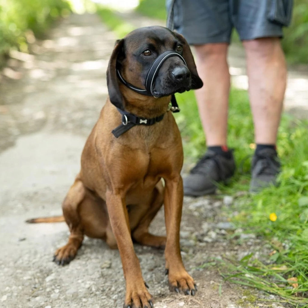 Muselière Anti-Bite intégrée et laisse pour chiens et distributeur de plomb et de déchets