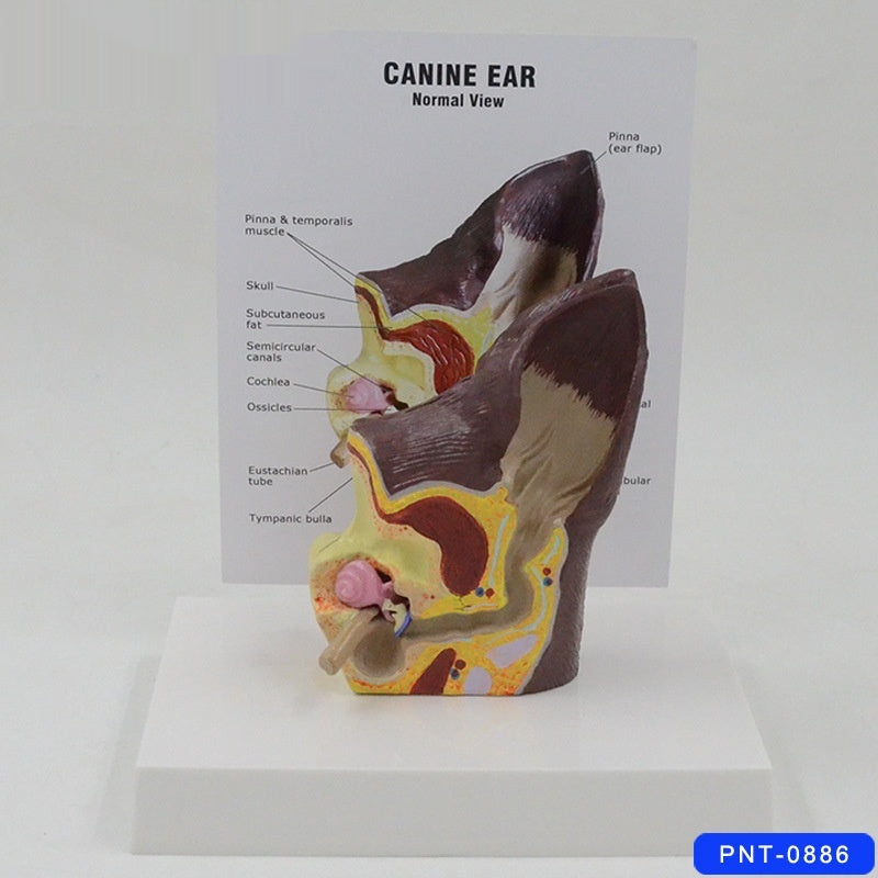 Modèle anatomique de l'oreille des chiens