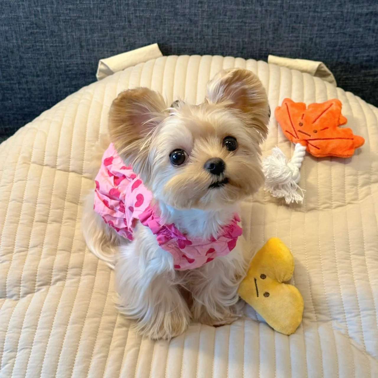 Robe de princesse pour chiens de printemps d'été