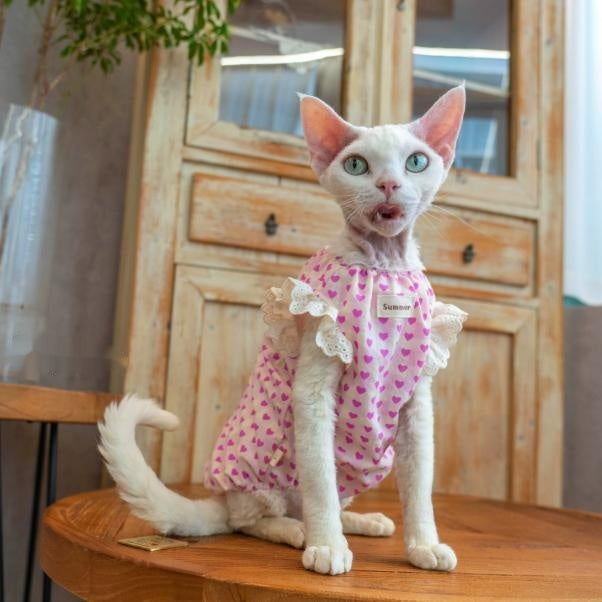 Sphynx Cat robe de coton d'été avec coeurs et vêtements de dentelle pour chats sans cheveux Devon Rex