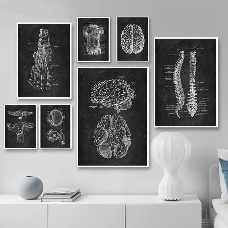 Peinture sur toile du système d'organes de squelette d'anatomie humaine