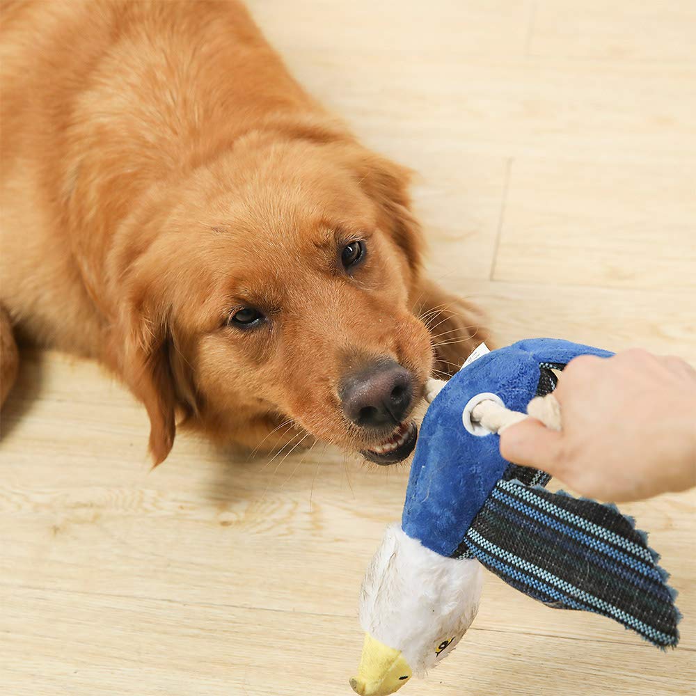 Ensemble de jouets pour chiens