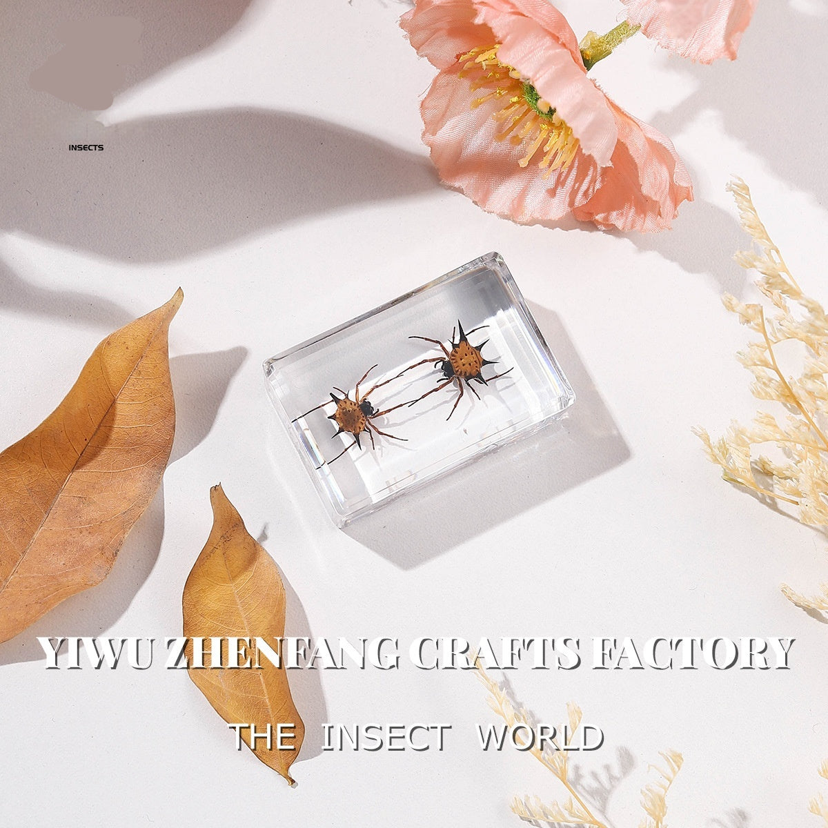 Véritables spécimens d'insectes pour l'éducation biologique et la cryptographie