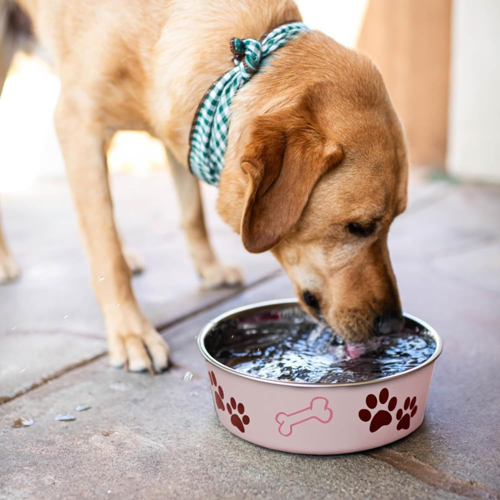 Bols de chien en acier inoxydable Bols de chat de chien Spill Proof Dog Food Bowl de chat Puppy Pet Suppl