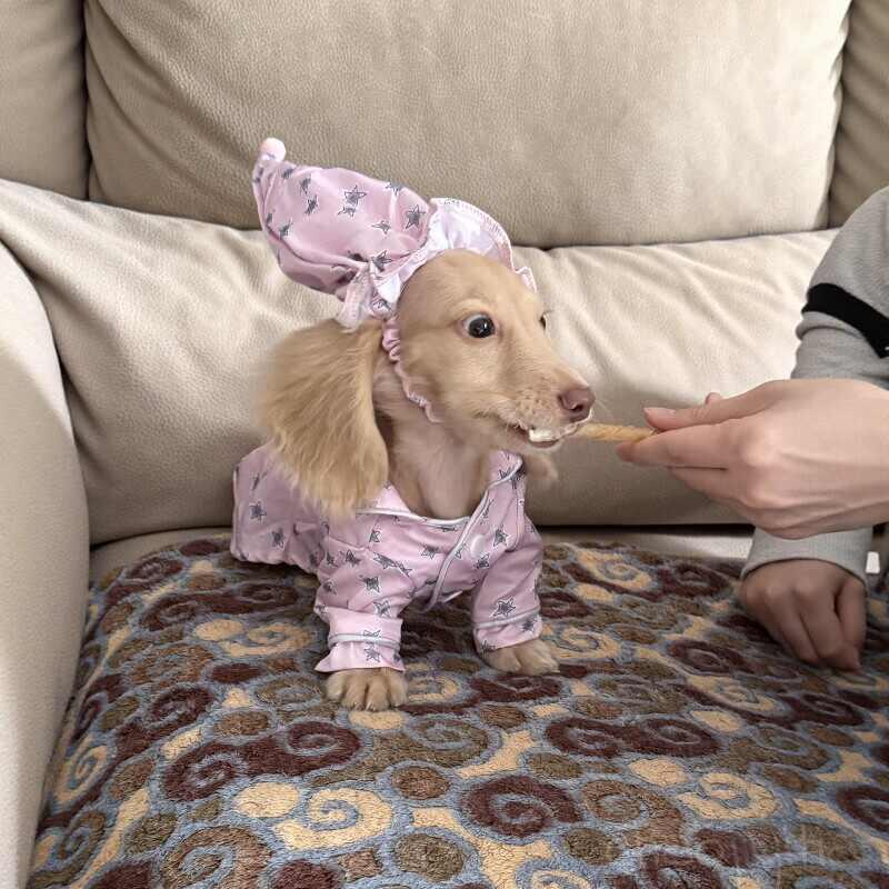Pyjama et vêtements de chien sont minces